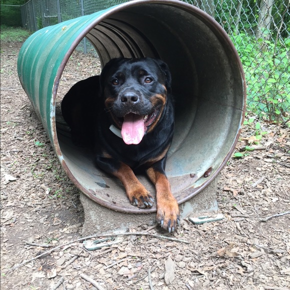 Meet your Posher, Hannah - Picture 7 of 8